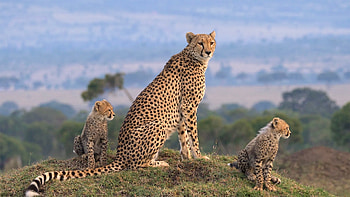 Maasai Mara Wildlife, Crossover Terranoa HD wallpaper