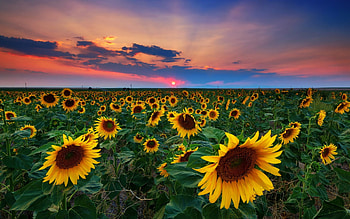 Sunset over Sunflower Field, sunflowers, sunsets, fields, nature, flowers, flower fields HD wallpaper