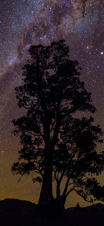 Tree Silhouette on Milky Way Night, silhouette, night, Milky Way, earth, star, nature, tree HD phone wallpaper