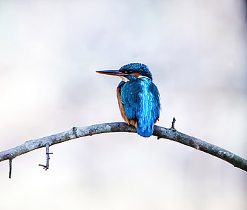 Kingfisher, exotic bird HD wallpaper
