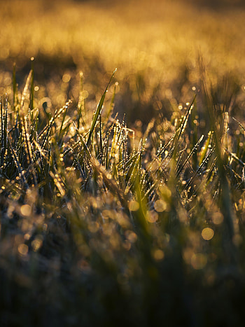 Grass, Drops, Macro, Wet, Dew HD phone wallpaper