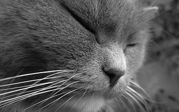 Animals, Cat, Muzzle, Sight, Opinion, Sleep, Dream, Squint, Blink HD wallpaper