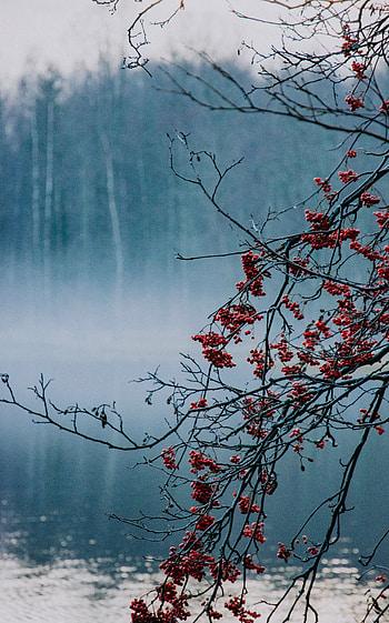 Nature, Berries, Lake, Fog, Branches HD phone wallpaper