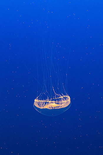Animals, Water, Jellyfish, Transparent, Under Water, Underwater HD phone wallpaper