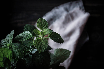 Lemon Balm uses, Medicinal benefits, Botany culture, Plant characteristics HD wallpaper