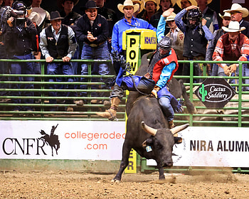 Tristen Hutchings, Bullriding HD wallpaper