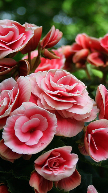 Begonia, Light Pink, Flower HD phone wallpaper