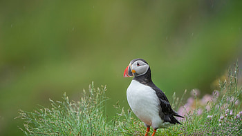 Atlantic puffin, Iceland, Animal, puffin HD wallpaper