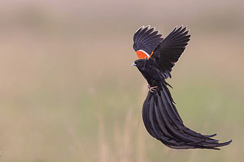 Male Long Tailed Widowbird, nature, male, tail, bird HD wallpaper