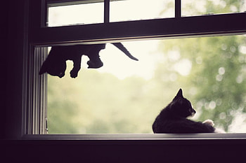 ninja kitten, kitten, funny, window, ninja HD wallpaper