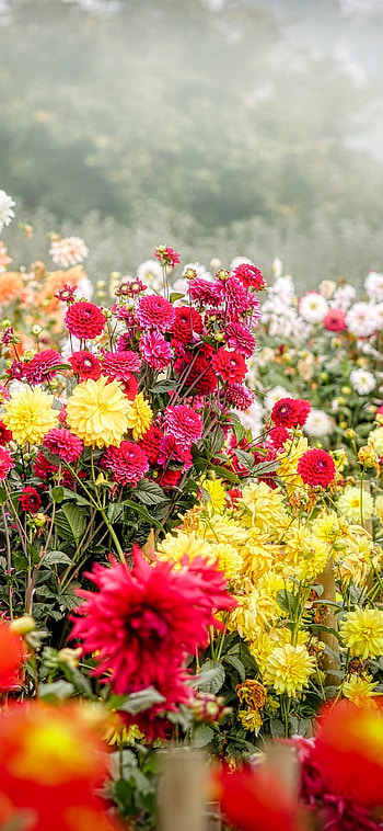 Dahlia, Flower Garden HD phone wallpaper