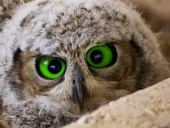 Green eyes, baby, cute, bird, green HD wallpaper