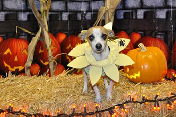 SunFlower soul, dog, sunflower, pumpkins, costume, pretty, animals, light, beautiful soul, love, yellow, pet, lovely, forever HD wallpaper