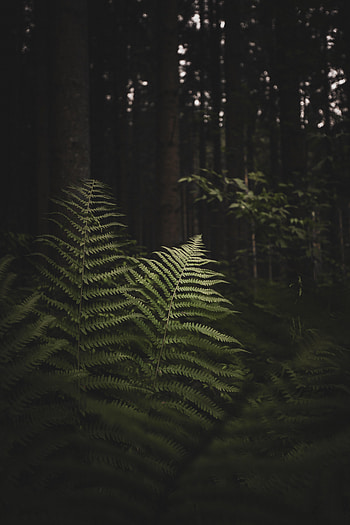 Nature, Trees, Fern, Forest, Branches HD phone wallpaper