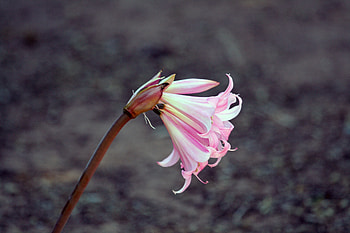 Flowers, Pink, Flower, Bud, Lily, Stem, Stalk HD wallpaper