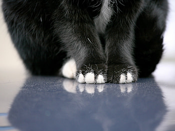 Black&White, cats, funny, nice, black and white HD wallpaper