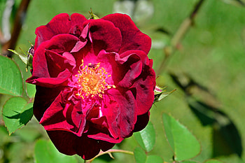 Beautiful Spring Flower, dark red, beautiful flowers, brick red, spring flower, red flower HD wallpaper