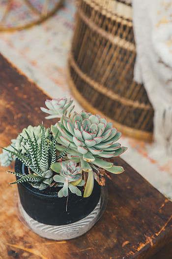 Plants, Flowers, Pot, Decorative, Succulent, Echeveria, Ekheveria, Havortia, Haworthia HD phone wallpaper