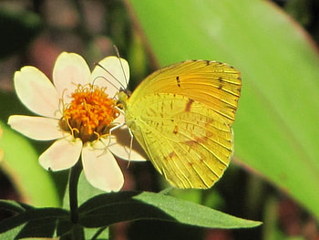 Wings of Light, sunshine, wings, special, butterflies, butterfly, animals, light, flower, bright, green, yellow, fly, forever HD wallpaper