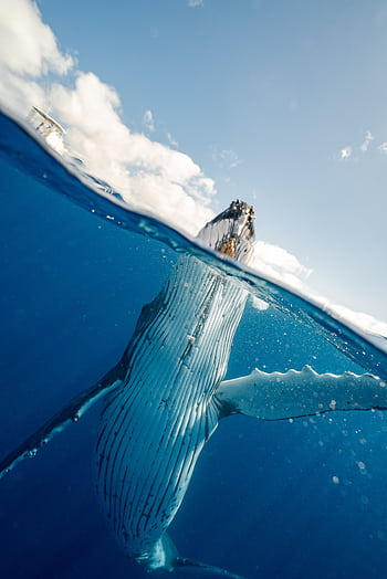 A stunning over-under shot of a humpback whale breaching the water in Tonga's ocean. HD phone wallpaper