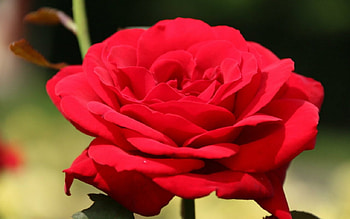 Red rose, rose, nature, flowers, petals HD wallpaper