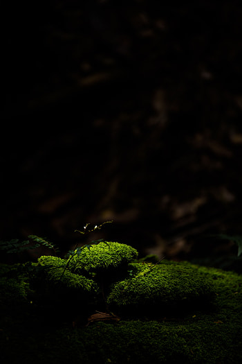 Stones, Macro, Dark, Moss HD phone wallpaper
