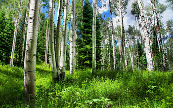 Landscape, Trees HD wallpaper