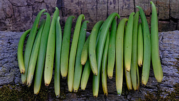 Cure vanilla beans, Part 1, The vanillery, Of Kauai HD wallpaper