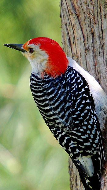 Woodpecker, Adorable Bird Woodpecker HD phone wallpaper