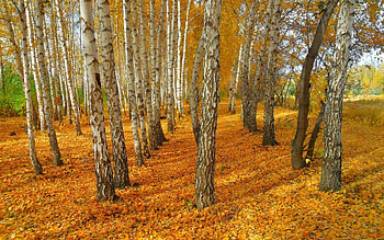 Birch trees autumn landscape, Yellow leaves, , Nature HD wallpaper