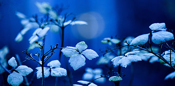 Background, Leaves, Plant, Macro, Branches, Illumination, Lighting HD wallpaper