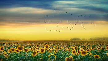 Sunflower field at sunset, Mesmerizing beauty, Ultra , Serene nature HD wallpaper