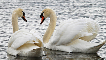 Swan, Animals, Beautiful swans HD wallpaper