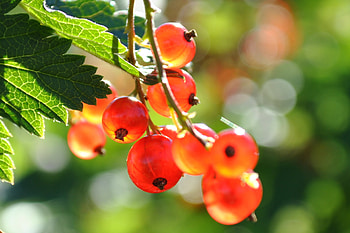 Red currant, Food, Berry branches, Closeup HD wallpaper