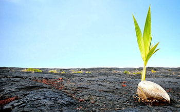 Nature, Frozen, Lava, Sprout, Revival, Tuber HD wallpaper