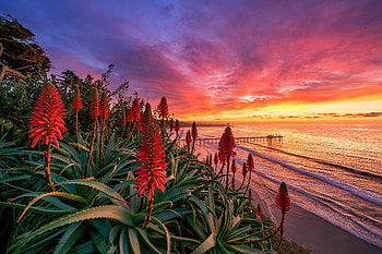 ღ, Flowers, San Diego, Surf, Sunset HD wallpaper