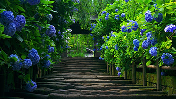 Full Nature Computer with Romantic Beautiful Sunset Â· Beautiful Nature of Green Trees with Blue Flowers HD wallpaper