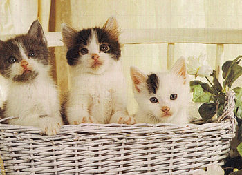 Three kittens in a basket, chair, basket, white, black, cute, adorable, paws HD wallpaper