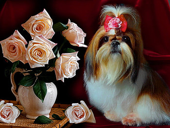 Proud of my beauty, dog, hairstyle, proud, roses, attitude, vase, beauty, puppy, flowers HD wallpaper
