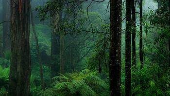 Belarus, Forest , ultra HD wallpaper