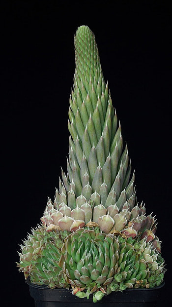 Orostachys spinosa, Cactus HD phone wallpaper