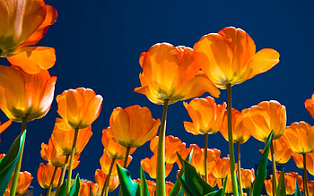 Flowers, Sky, Tulips, Night, Shine, Light, Lot HD wallpaper