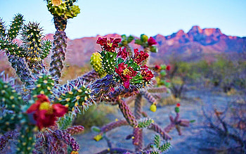 Oro Valley, Arizona, blossoms, landscape, sky, mountains, usa, cactus HD wallpaper