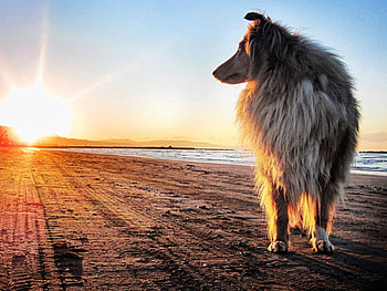 Animals, Sun, Shore, Bank, Dog, Collie HD wallpaper
