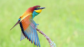 Colorful Golden Bee-Eater Bird Birds HD wallpaper