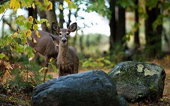 Animals, Trees, Grass, Stones, Forest, Deer HD wallpaper