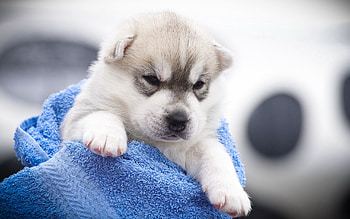 Animals, Muzzle, Spotted, Spotty, Puppy, Husky, Angry HD wallpaper