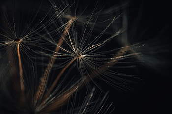 Plant, Macro, Fluff, Down HD wallpaper