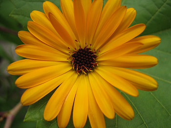 Flowers, Flower, Petals HD wallpaper
