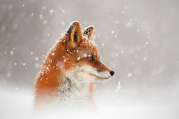Mysterious fox, Cunning and clever, Graceful creature, Sleek and agile HD wallpaper
